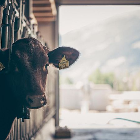 Kinderbauernhof Scharrerhof Hollersbach im Pinzgau Exterior foto