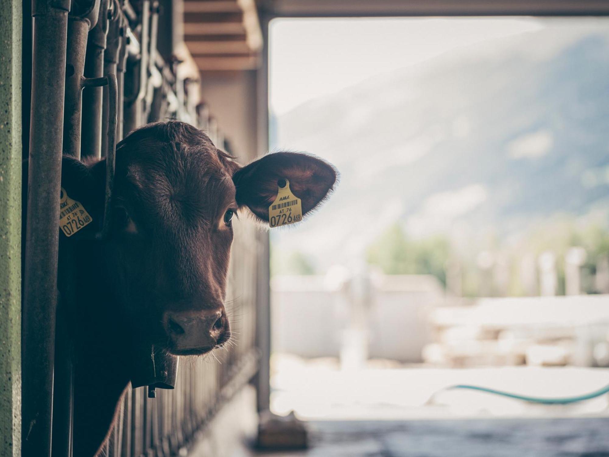 Kinderbauernhof Scharrerhof Hollersbach im Pinzgau Exterior foto